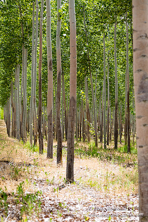 Tree Farm