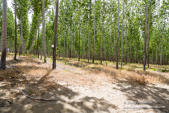 Tree Farm