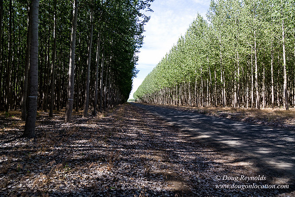 Tree Farm