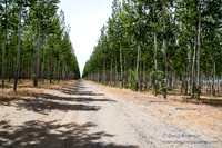 Tree Farm