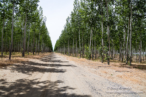 Tree Farm