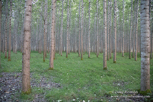 LCG & GWG Tree Farm