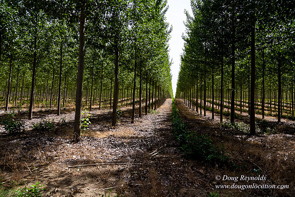 Tree Farm