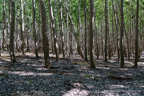 Tree Farm