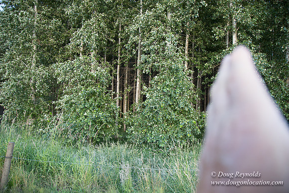 LCG & GWG Tree Farm