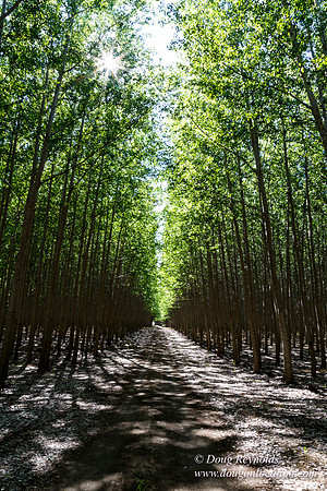 Tree Farm