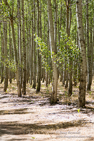 Tree Farm