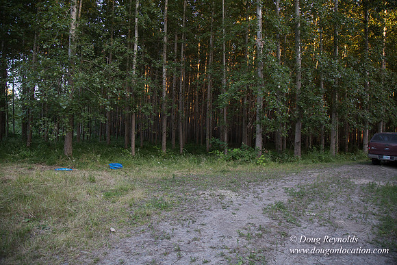LCG & GWG Tree Farm