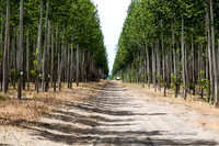 Tree Farm