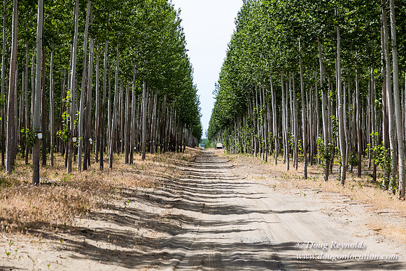 Tree Farm