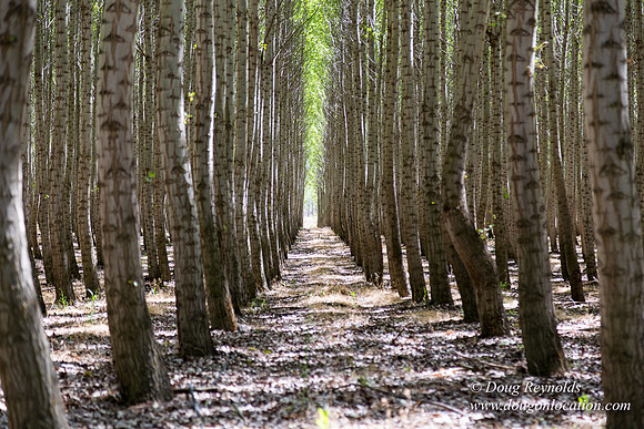 Tree Farm