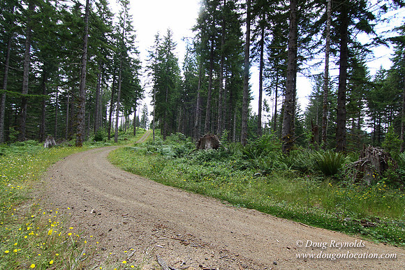 Tree & Forested locations
