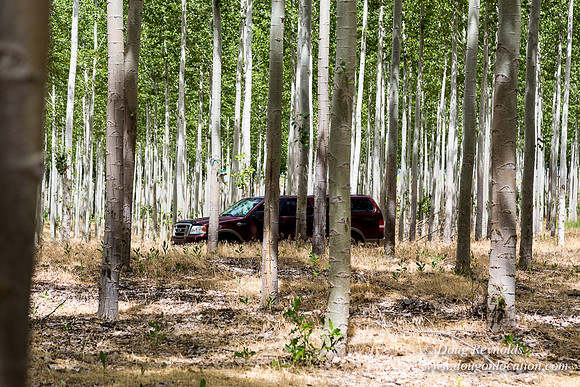 Tree Farm