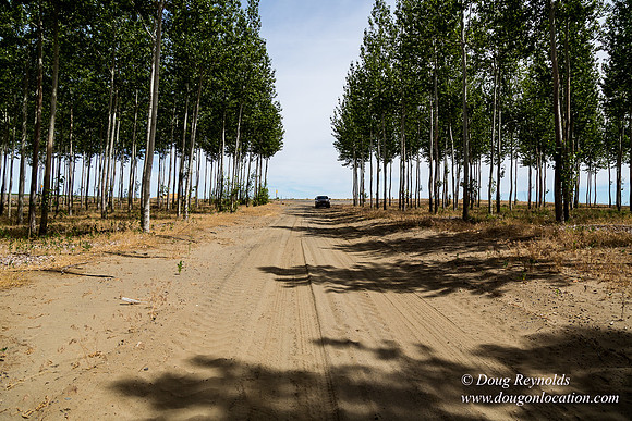 Tree Farm