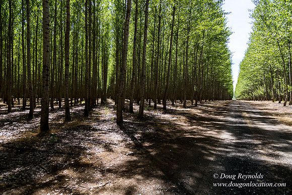 Tree Farm