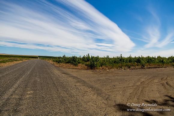 Tree Farm