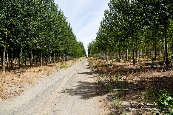 Tree Farm