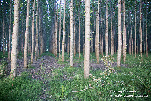 LCG & GWG Tree Farm