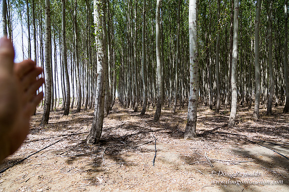Tree Farm
