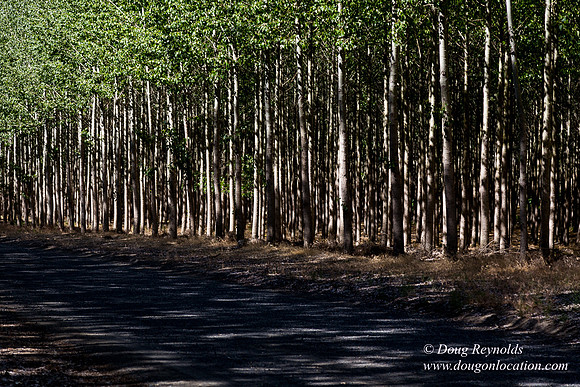Tree Farm