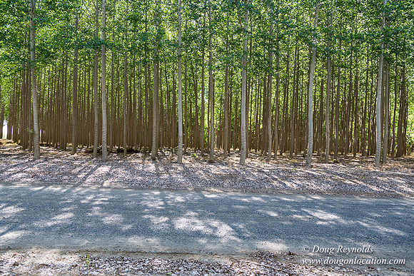 Tree Farm