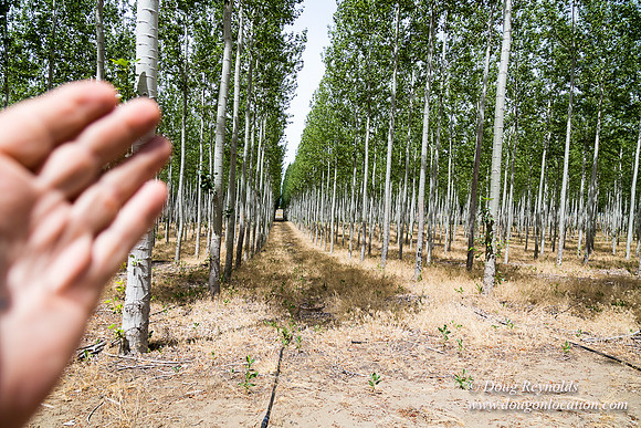 Tree Farm
