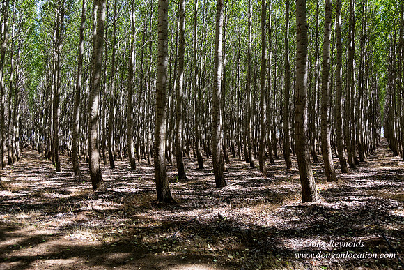 Tree Farm