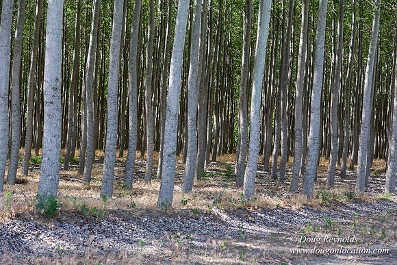 Tree Farm