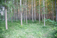 LCG & GWG Tree Farm