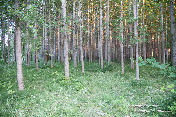 LCG & GWG Tree Farm