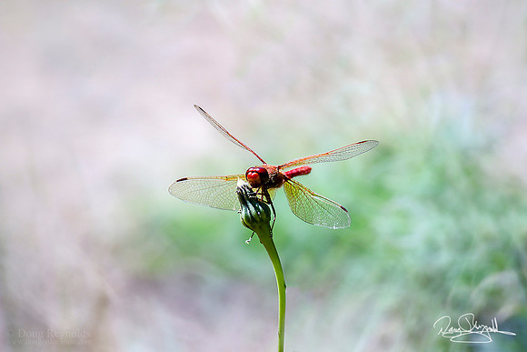 Red Dradonfly