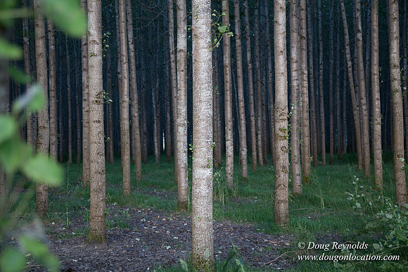 LCG & GWG Tree Farm
