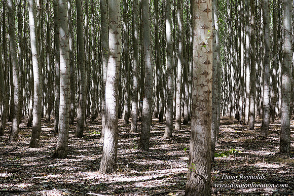 Tree Farm