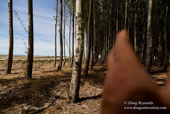 Tree Farm