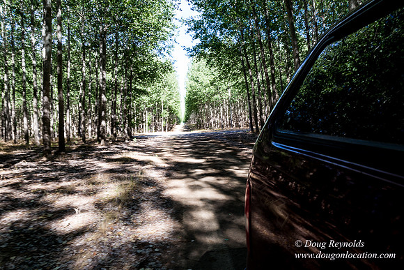 Tree Farm
