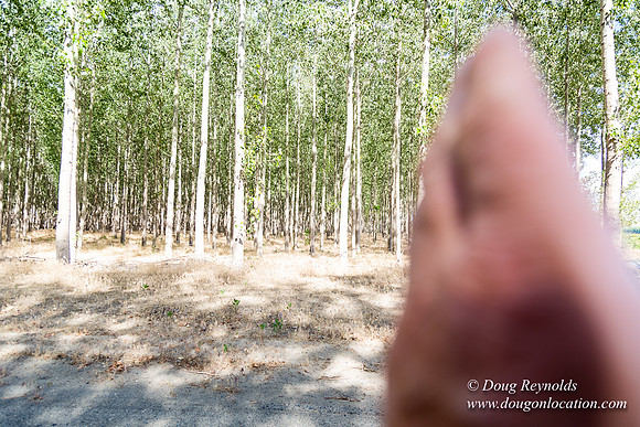 Tree Farm