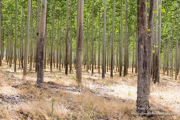 Tree Farm
