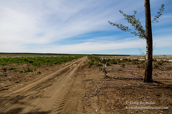 Tree Farm