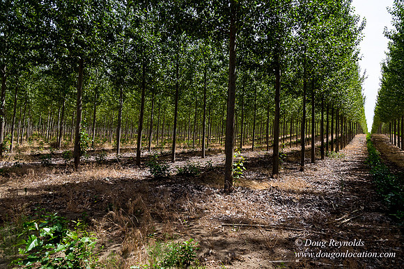 Tree Farm