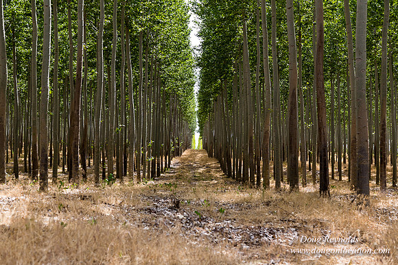 Tree Farm