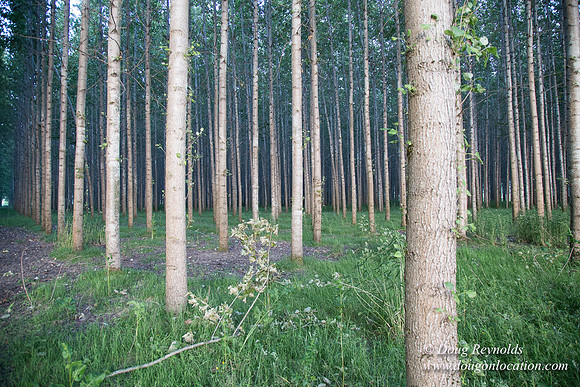 LCG & GWG Tree Farm