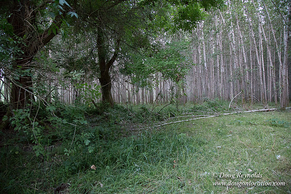 LCG & GWG Tree Farm