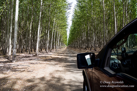 Tree Farm