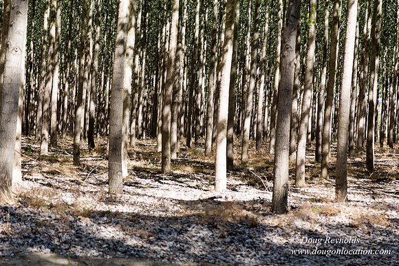 Tree Farm
