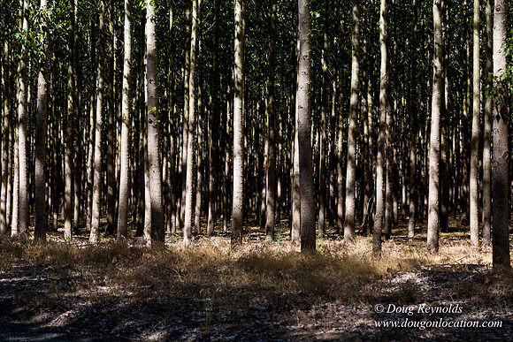Tree Farm