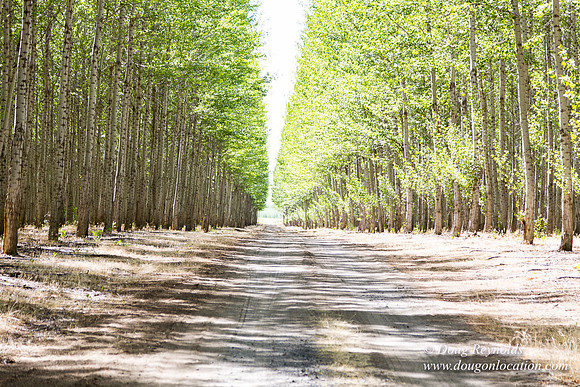 Tree Farm