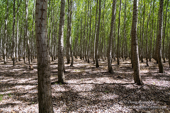 Tree Farm