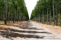 Boardman Trees Section 28