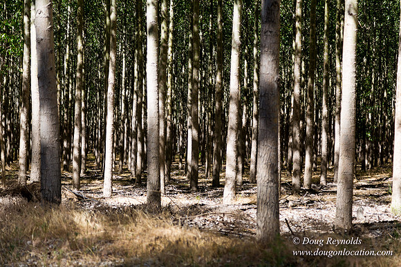 Tree Farm