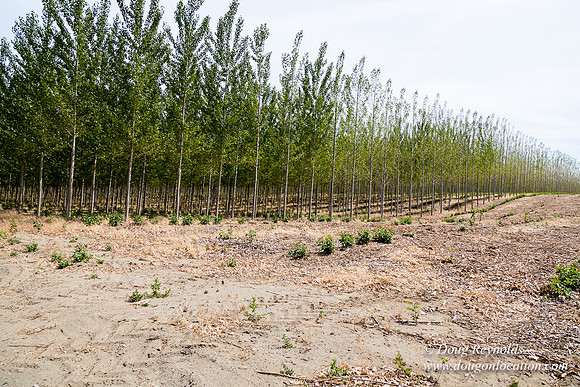 Tree Farm